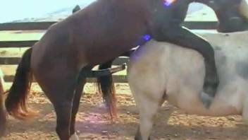 Brown stallion fucking a very sexy white mare