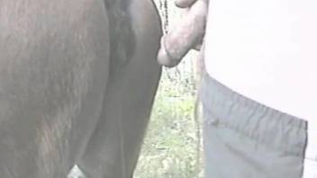 Horny dude enjoys deep fucking the horse's pussy