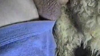 Man fucks sheep big time in kinky amateur cam play