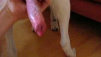 Man handjob dog