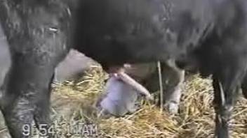 Hung bull enjoying a great handjob from the farmer