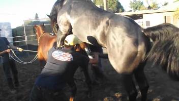 Hardcore fuck scene with sexy horses and raw fucking