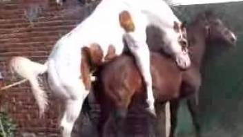 White stallion fucks a horny horse