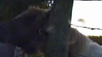 Horse makes horny zoo porn lover pretty aroused and needy