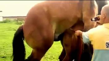 Stallion hard humps female while horny zoophilia lover tapes it