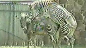 Two sexy zebras enjoying hardcore outdoors fucking