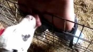 Gentle and nice blowjob from a cute small calf