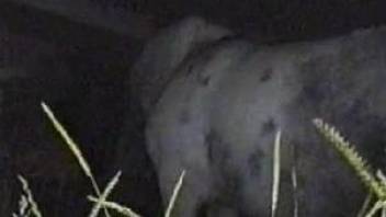 Dude fucking a mare's cunt in a hidden cam porn video