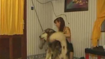 Green stockings brunette sucking a massive dog cock