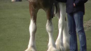 Dude is happy to showcase his horse's penis outdoors