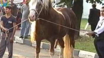 Man drools for this huge horse cock hanging in front of his eyes