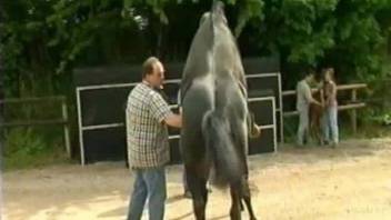 Two animals fucking each other with dudes watching