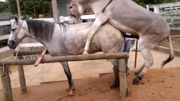 horse donkey