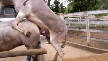 Aroused jackass pounding a snug female horse's vagina in the open air