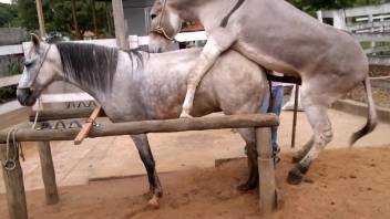 Two animals passionately boning in front of people