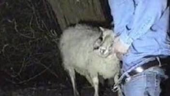 Canadian tuxedo dude fucking a sheep's throat