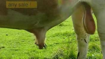 Voyeur video focusing on bull's big balls and cock