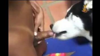 Dog fucks big booty ebony woman in rough modes