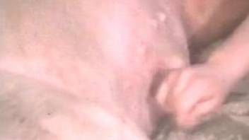 Fantastic blowjob for a big-dicked pig (MILF zoo porn)