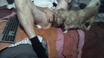 Dude masturbates furiously to tease his sexy dog