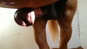 Naked amateur whore throats the whole horse cock like a slut