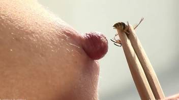 Sexy bee gets all cute while stinging that nipple