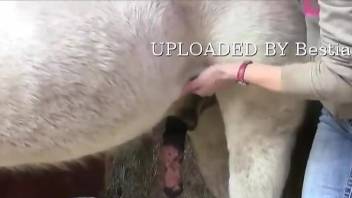 White horse enjoying a very passionate handjob