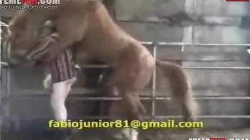 Horse cock violates an older guy's tight butthole