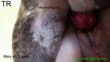Bleeding vagina vixen being hammered by a dominant canine