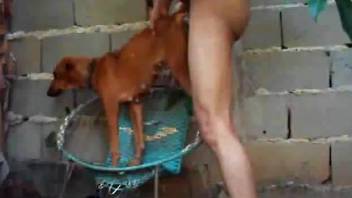 Small and cute brown dog banged from behind