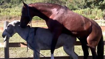 Horse loving session with two perfect animals