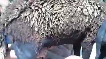 Sheep's stiff penis pounding a Latina's pussy