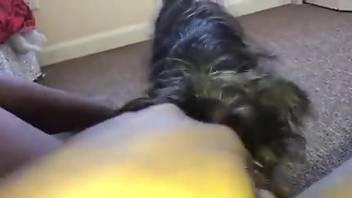 Dog licks woman's wet pussy in pure manners, for restless POV