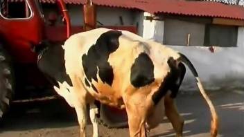 Minx sucks udder, shoves into pussy and pokes cow with fist