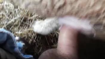 Hairy cock dude enjoying this sheep's juicy hole