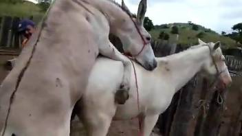 White animals happily fucking in an outdoor zoo scene