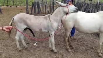 Donkey screws mare in the vagina as bestiality enthusiasts film the entire act