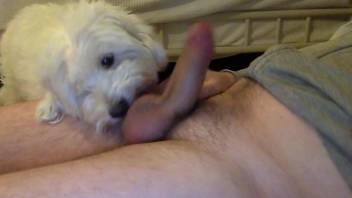 Dog licking a dude's dick in a passionate way