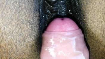 Guy thrusts his stiff erection into this filly's moist vagina