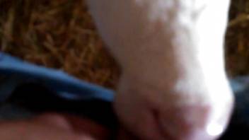 Dude cums all over this cow's sexy mug in POV