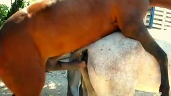 Horse fucking movie featuring a white mare slut