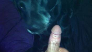 POV molestation session with a submissive black dog