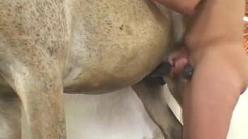 Avid cocksucker worships a horse's hard cock here