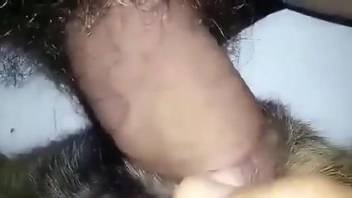 Dude's stiff penis nailing a dog's dirty pussy