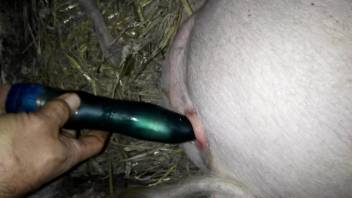 Dude using his tool to make the animal cum again