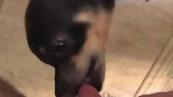 Man's dick enjoys the hot zoo XXX from the dog