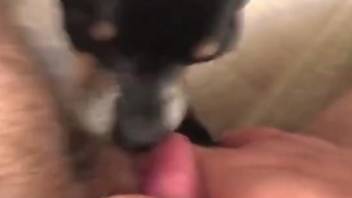 Man roughly fucks his dog then lets it lick his sperm