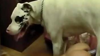 Big dog fucks the naked mature wife quite hard