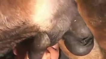 Mature bitch sucks the heavy duty horse penis like a slut