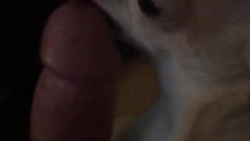 Dude's nice cock getting pleasured by a sexy doggo